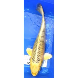 Ki Matsuba 40cm éleveur Hirashin