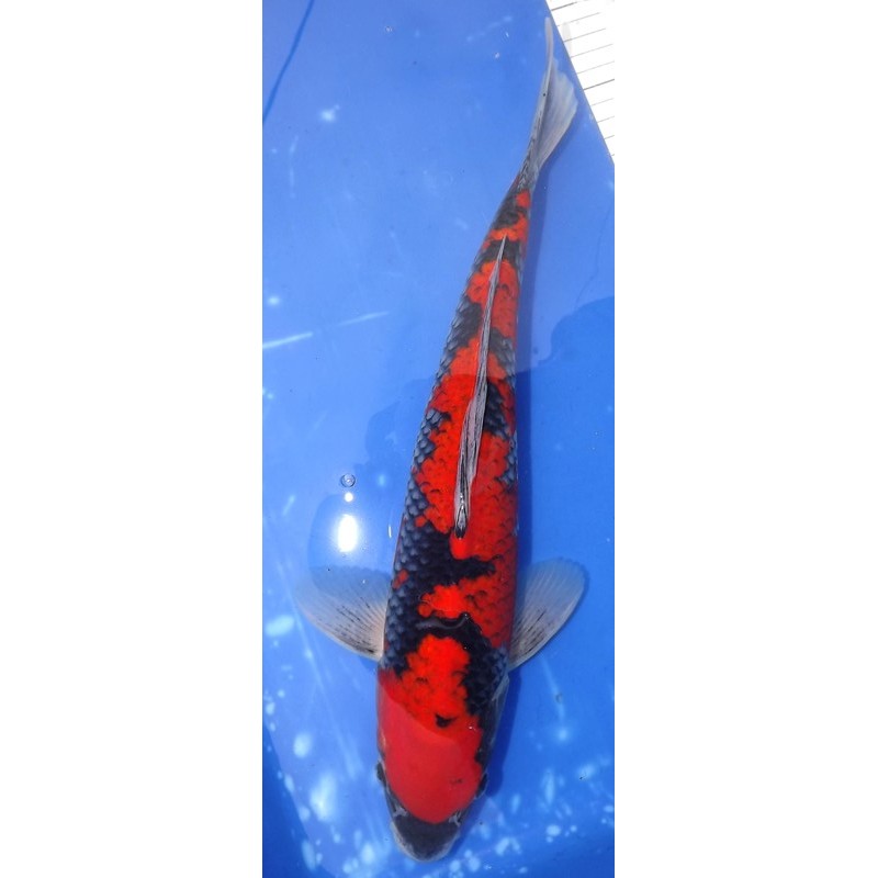 Kuro Goshiki 40cm éleveur Hirashin