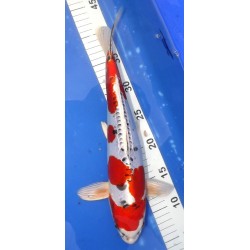 Doitsu Yamatonishiki 36cm éleveur Hirashin