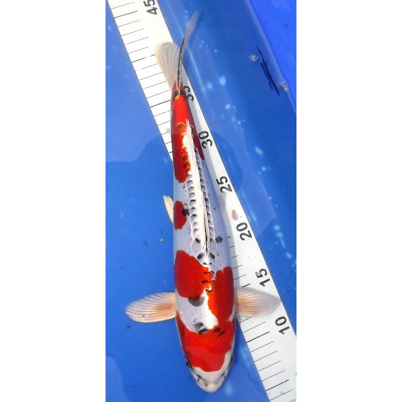 Doitsu Yamatonishiki 36cm éleveur Hirashin