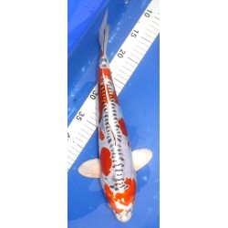 Doitsu Kujaku 40cm éleveur Hirashin