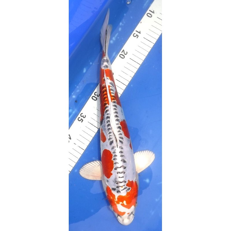 Doitsu Kujaku 40cm éleveur Hirashin