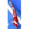 Goromo 41cm éleveur Hirashin