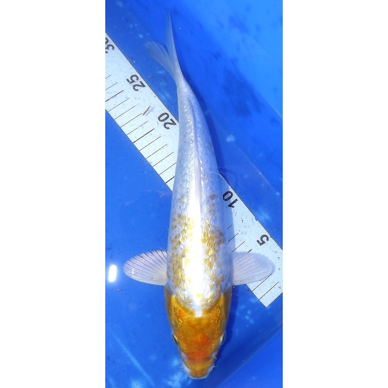 Ginrin Hariwake lemon 30-35cm