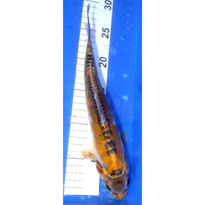 Ki shusui (Ayawakaba) 25-30cm