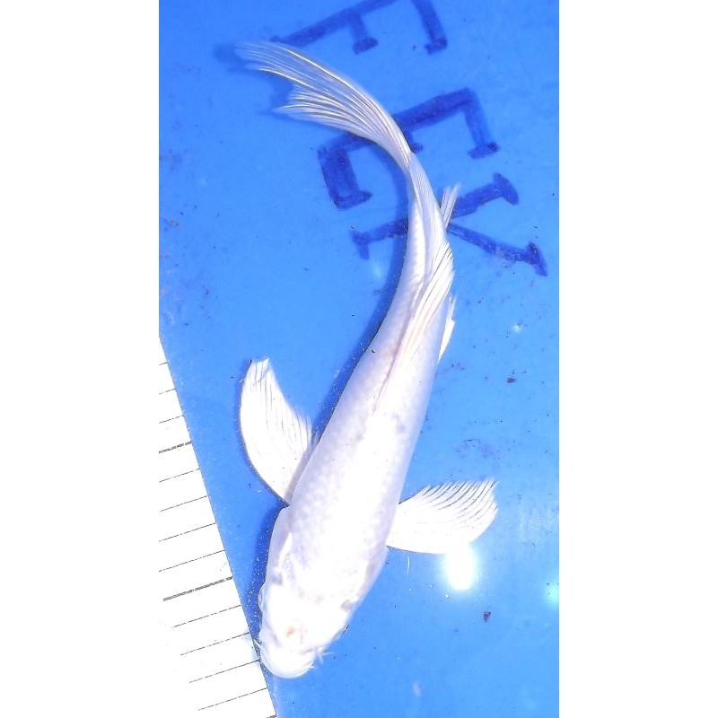 platinum voile 25-30cm