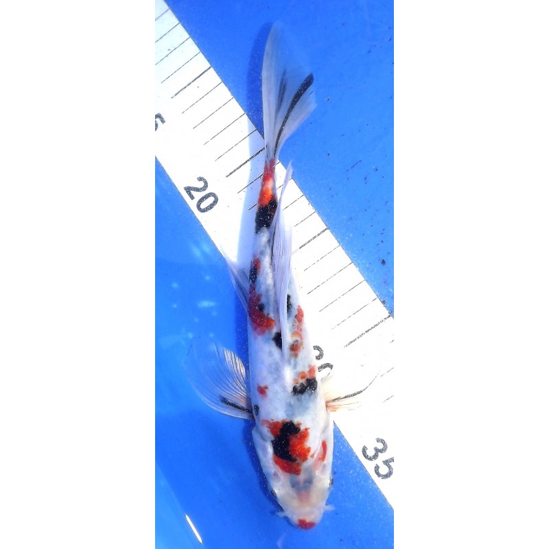 Yamatonishiki voile 20-25cm