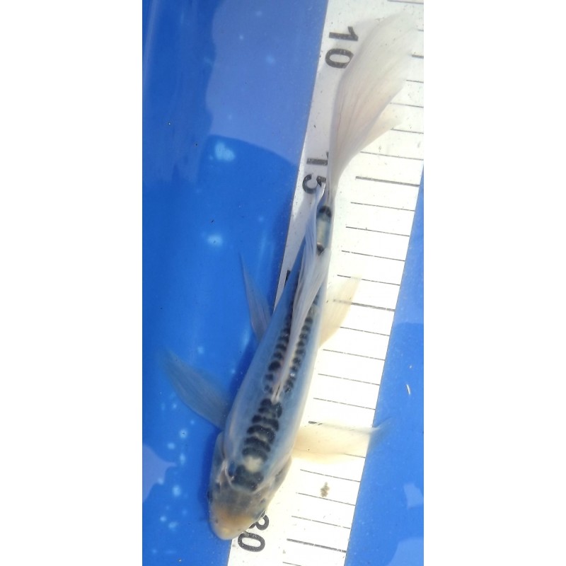 Shusui voile 20-25cm