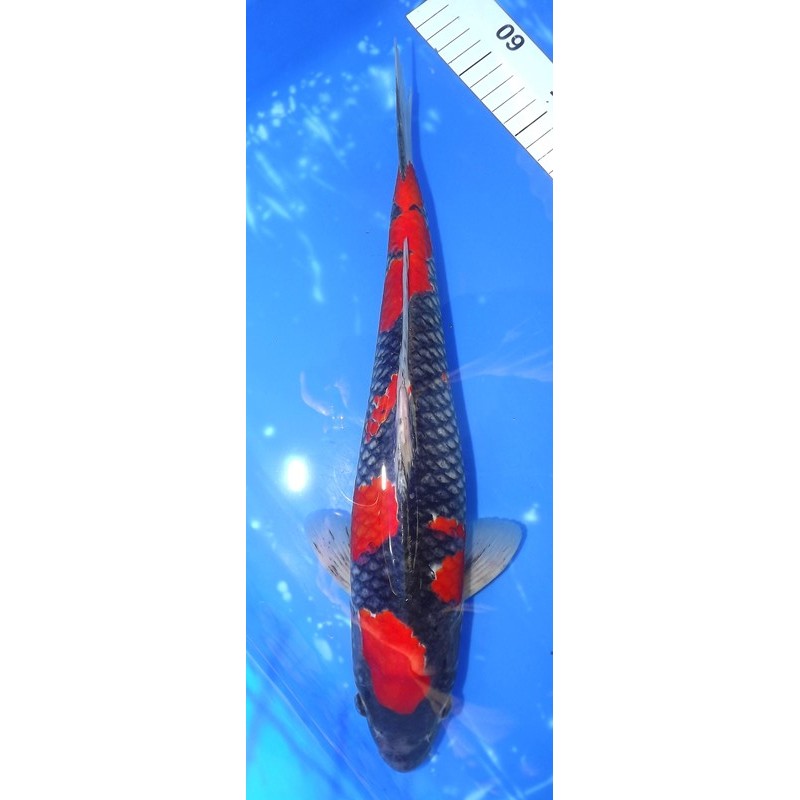 Kuro Goshiki 37cm éleveur Aoki