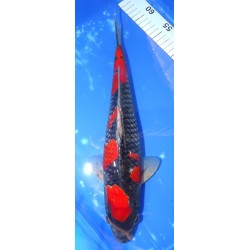 Kuro Goshiki 37cm éleveur Aoki