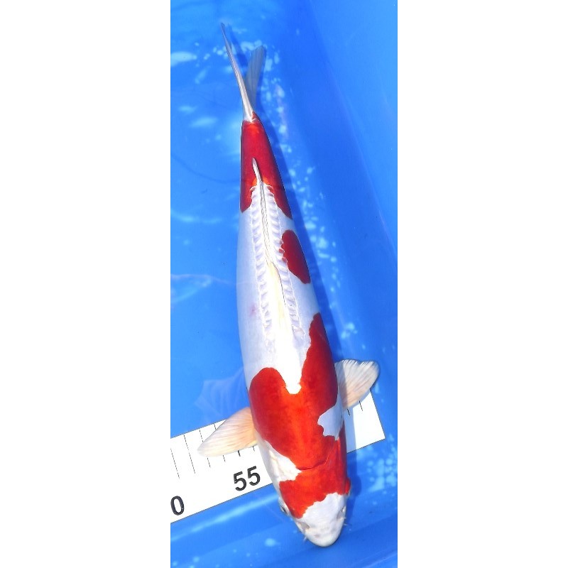 Kikusui 36cm éleveur Aoki