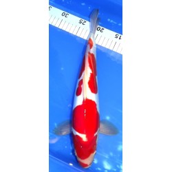 Doitsu Kohaku 37cm éleveur Aoki