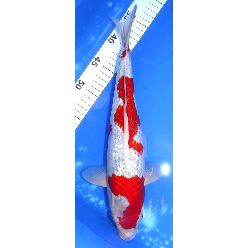 Ginrin Goshiki 37cm éleveur Aoki