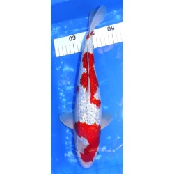 Ginrin Goshiki 37cm éleveur Aoki