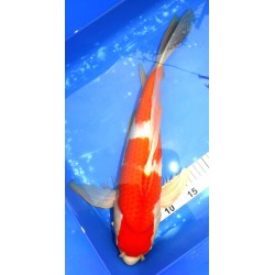 Kohaku voile 45cm éleveur Suda