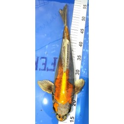 Kin Kikokuryu 39cm éleveur Suda