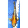 Kin Kikokuryu 39cm éleveur Suda