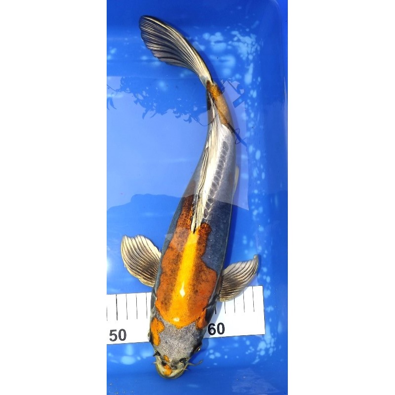 Kin Kikokuryu 39cm éleveur Suda