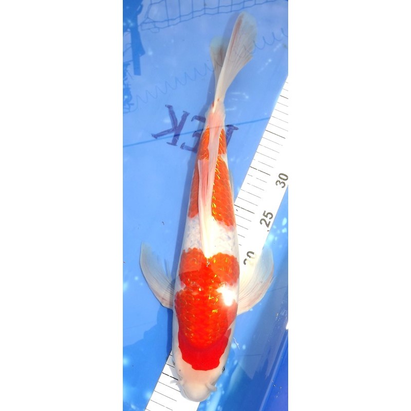 Ginrin Kohaku 44cm éleveur Suda