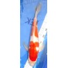 Ginrin Kohaku 44cm éleveur Suda