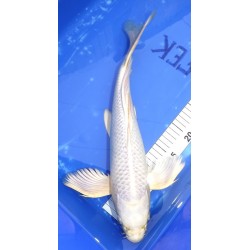 Platinum / Mukashi 41cm éleveur Suda