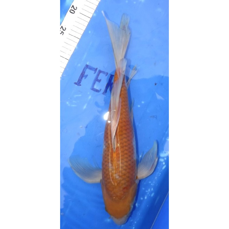 Ochiba voile 43cm éleveur Suda