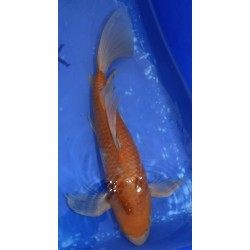 Ochiba voile 43cm éleveur Suda