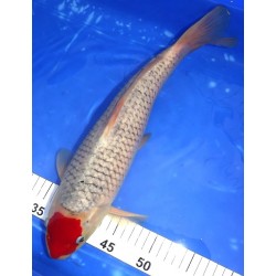 Tancho Goshiki 39cm éleveur Ikarashi Ozumi