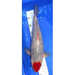 Tancho Goshiki 39cm éleveur Ikarashi Ozumi