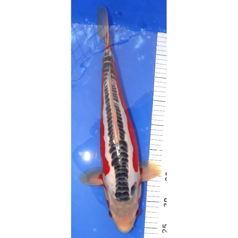 Shusui 41cm éleveur Ikarashi Ozumi