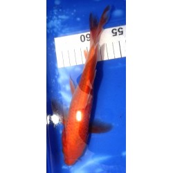 Red Karashigoï voile 25-30cm