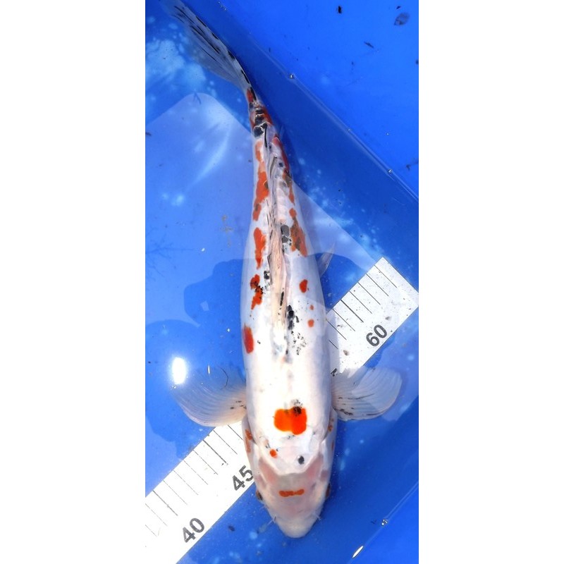 Doitsu Yamatonishiki voile 40-45cm