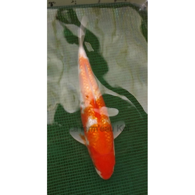 ginrin kohaku 30-35cm