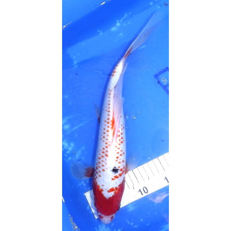 Kanoko Yuki Asagi voile 35-40cm