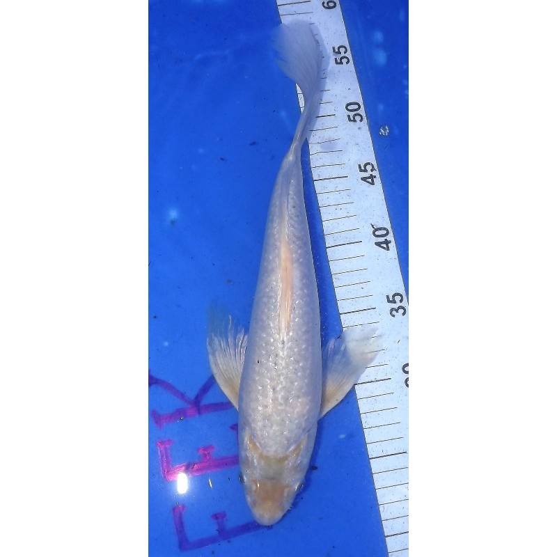 blanche voile 30-35cm