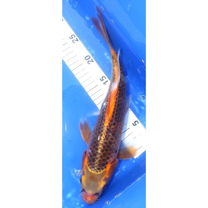 Ki Matsuba voile 30-35cm