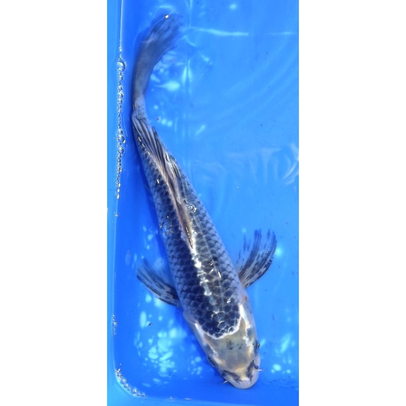 Matsuba voile 30-35cm