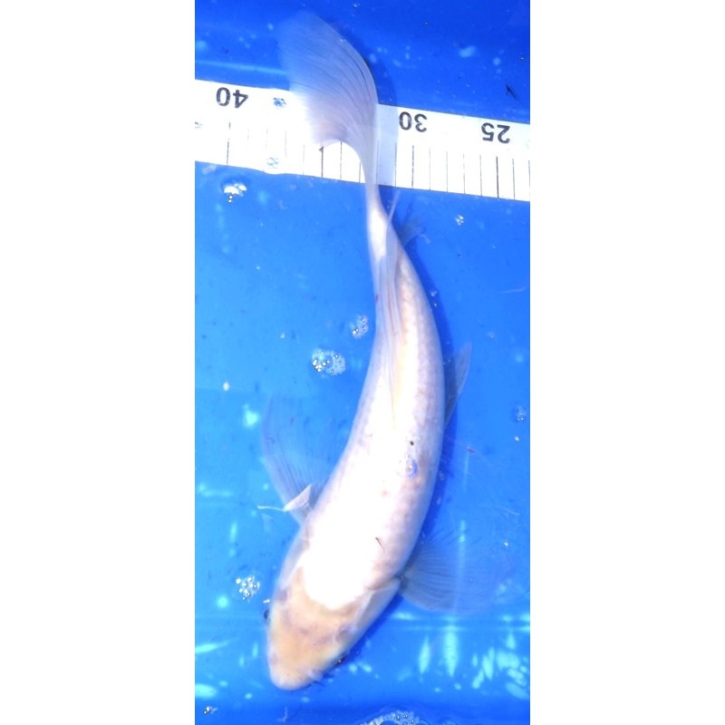 'Blanche' voile 30-35cm