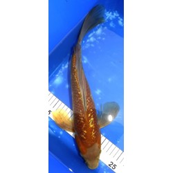 Ginrin Ochiba 41cm éleveur Suda