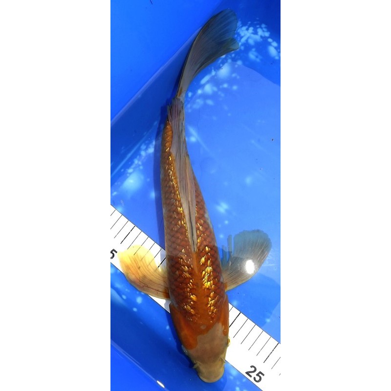 Ginrin Ochiba 41cm éleveur Suda