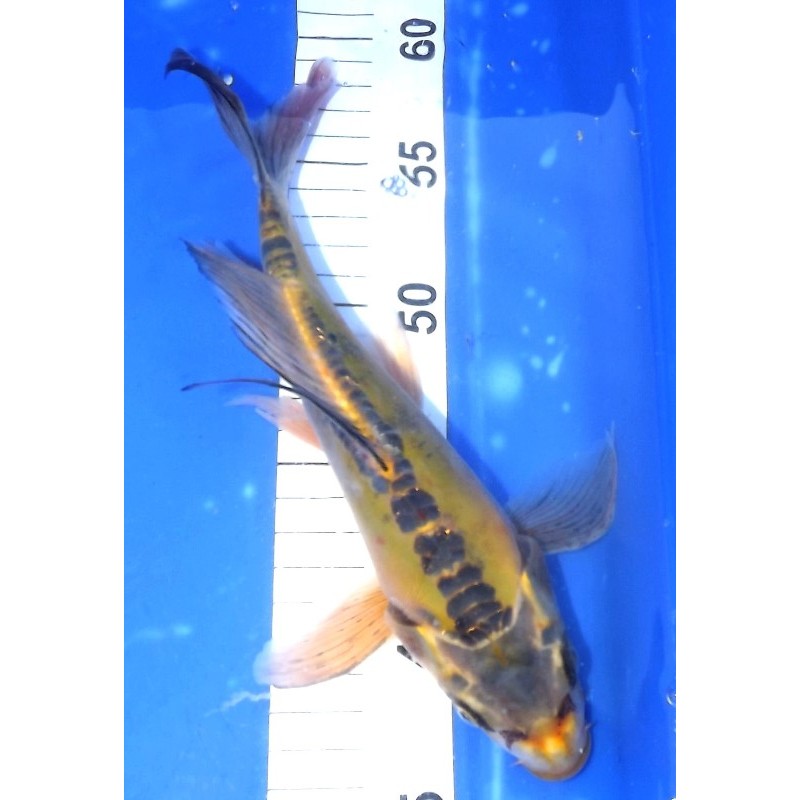 Midorigoï Voile 25-30cm