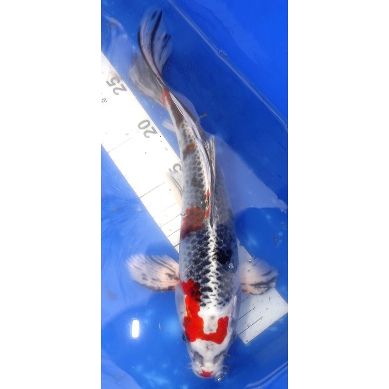 Kujaku voile 30-35cm