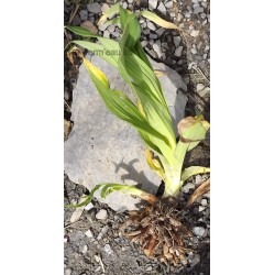 Hemerocallis hybride