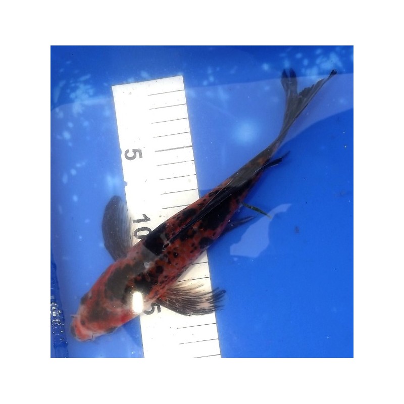 Hi Utsuri voile 20-25cm