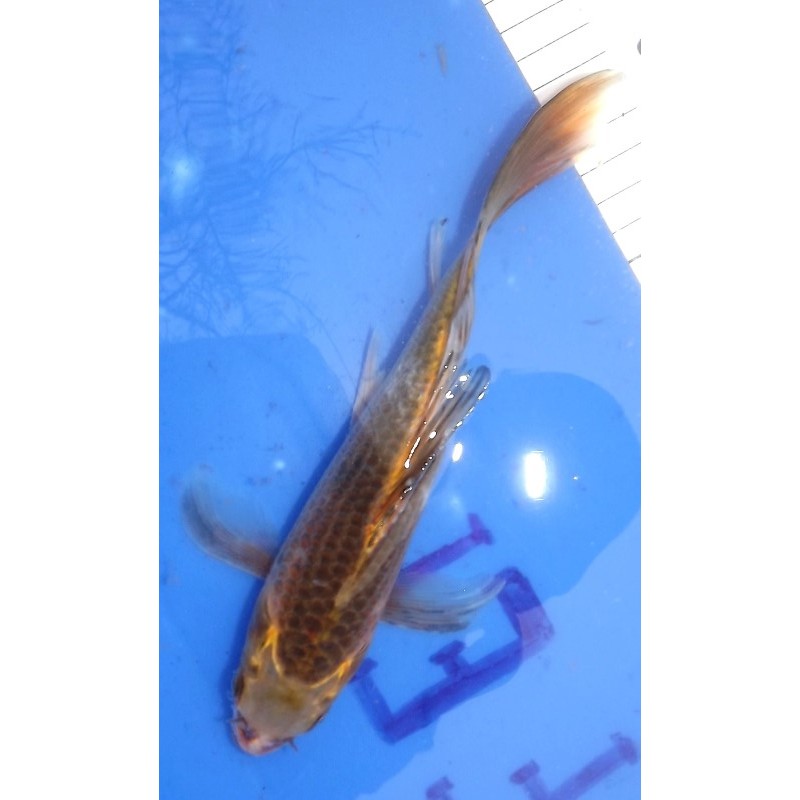 Ki Ghost voile 20-25cm