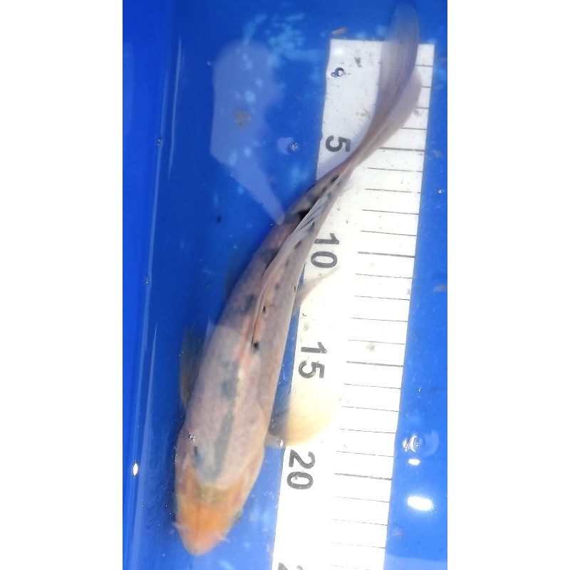 Shiro Bekko voile 25-30cm