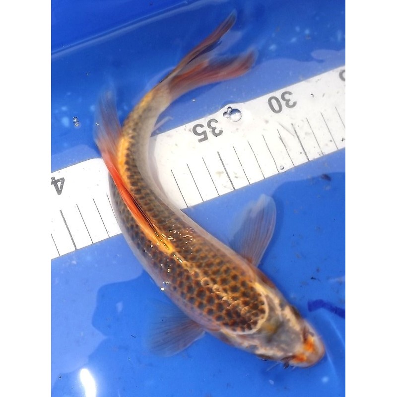 Ki Matsuba voile 25-30cm