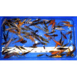 10-18 cm : lot de 5 poissons