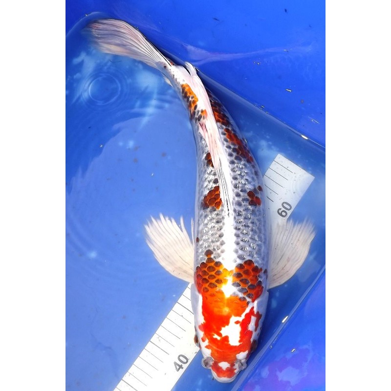 Ginrin Kujaku voile 45 cm éleveur YAMAZAKI