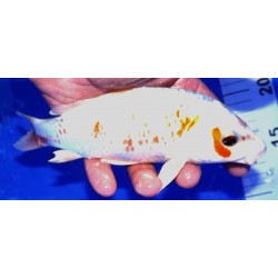 Asagi Métallique 20-25cm